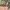 HUF FUCK IT woodland camo cap photo 5
