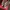 Guess heels / Sepatu heels photo 4