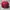 Topi Bass Pro Shops Fishing Red White Colour Trucker Cap Adj photo 7