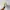 Converse Chuck Taylor All Star 70 High Comme des Garcons PLA photo 4