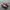 adidas gazele photo 1