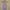 New Look Cami top Wanita purple photo 4