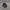 Topi Flatcap Kangol 504 Original - Baret Kangol photo 5