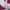 Coquette Fur coat Wanita multicolor photo 3