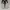 Nike Huarache run ultra black white photo 4