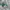 Sepatu Adidas Gazelle Low Trainers Green White Gum photo 1