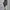 Skechers Legging Lace photo 3