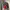 Rapa Polo not Polo Ralph Lauren Red Harrington Work Jacket  photo 5
