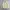 Vintage Polo Ralph Lauren Soft Yellow Harrington Work Jacket