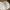 American Rope Hat ProTree White