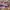 Nike Blazer Low Mens Bred photo 3