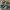 Saucony Fesyen Jazz 81 Army photo 3