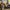 Dr. Martens 1461  photo 9