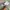 Nike ACG Trail Short Mica Green photo 7