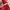 Prada Milano Red Nylon ‘Vela’ Slingbag photo 6