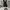 Dickies Genuine Black Carpenter Jorts photo 2