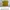 Levis silvertab spell out t-shirt pria yellow photo 8