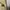 Rugged House Chino Size 29 photo 5