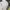Tracktop Adidas Climalite White-Gray-Citrus photo 6