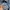CARHARTT DETROIT BLUE STONE JACKET SIZE MEDIUM photo 8