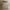 Kangol Indie T-shirt Pria Tan