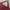 Halterneck Tanktop Croptop Maroon photo 5