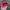 Vintage Hat Pria red photo 5
