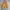 Nominate Corduroy Harrington Jacket photo 4