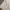 party dress fit body baju haram champagne photo 3