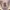 PatPatPat Beige – Jaket Harrington photo 3