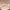 Jordache Beige – Jaket Harrington  photo 8