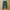 Uniqlo Sweatpants warna olive green photo 1