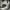 DOUBLE KNEE SKINNY FIT DICKIES CARCOL photo 5