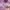 UNGARO FUCHSIA Midi Dress photo 8