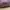 Guess Y2K Shoulder bag Wanita pink photo 4