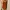 Halter Jumpsuit 