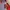 MOUNTAIN HARDWEAR RED (MHW) photo 4