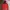 MOUNTAIN HARDWEAR RED (MHW) photo 1