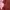 Tote sling Daks tas pink nilon kanvas photo 4