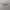 Eyeglasses Oakley Pawter Titanium  photo 6