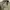 Cargo Shortpants Green photo 3