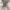 Work Jacket Harrington Casual Broken White/Cream By Olzen photo 4