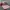 Topi cap von dutch stripe red white original photo 3