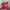 Topi cap von dutch stripe red white original photo 5