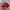 Topi cap von dutch stripe red white original photo 4