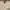 Kangol Casual T-shirt Pria cream photo 2