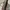 Tory Burch Snake Chelsea shoulder bag photo 3