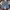 Dickies jorts photo 1