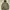 MILITARY SOFTSHEEL JACKET