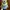 minion tim bob usj universal studio japan boneka tas photo 2